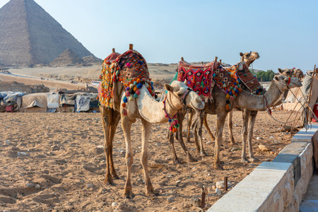 Egypt, camels among the sands of the Giza valley