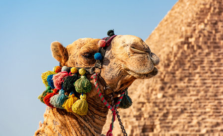 Egypt, camels among the sands of the Giza valleyの写真素材