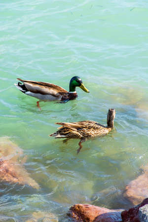 Ducks in search of food among the stones at the bottom of the lakeの写真素材