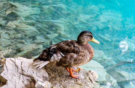 Plitvice lakes in Croatia, ducks sit on the shore of a lake with clear waterの写真素材