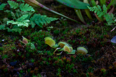 Plant Venus flytrap - a species of carnivorous plants from a monotypic genus