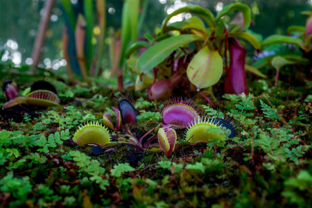 Plant Venus flytrap - a species of carnivorous plants from a monotypic genusの写真素材