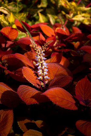 Coleus is a genus of plants in the Lamiaceae family, close-upの写真素材