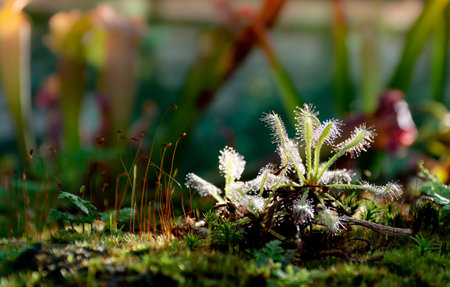 Sundew close-up representative of predator plants, front viewの写真素材