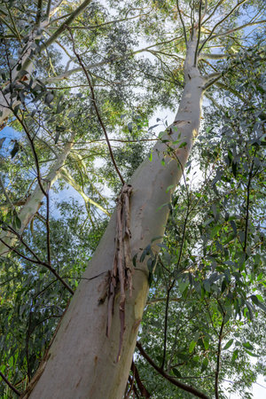 australian eucalyptus, bottom view, forest landscapeの写真素材