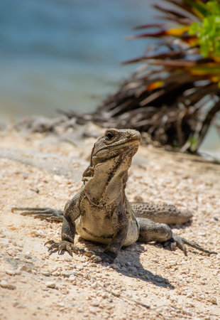 Reptile Iguana sitting on rocks near Mayan ruins in Mexicoの写真素材