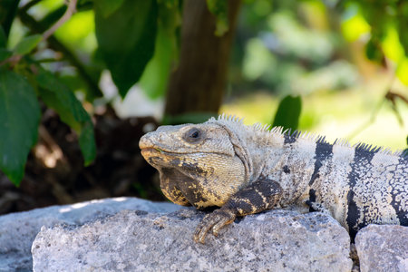 Reptile Iguana sitting on rocks near Mayan ruins in Mexicoの写真素材