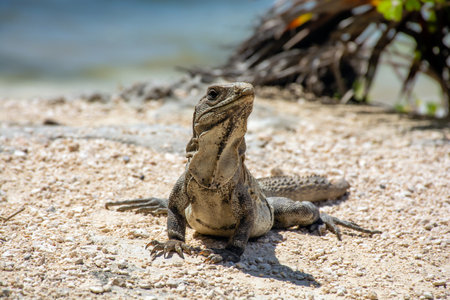 Reptile Iguana sitting on rocks near Mayan ruins in Mexicoの写真素材