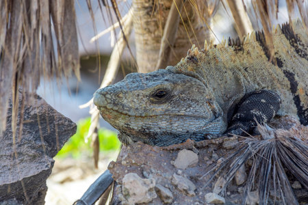 Reptile Iguana sitting on rocks near Mayan ruins in Mexicoの写真素材