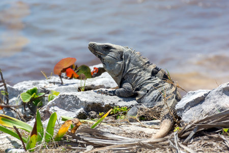 Reptile Iguana sitting on rocks near Mayan ruins in Mexico