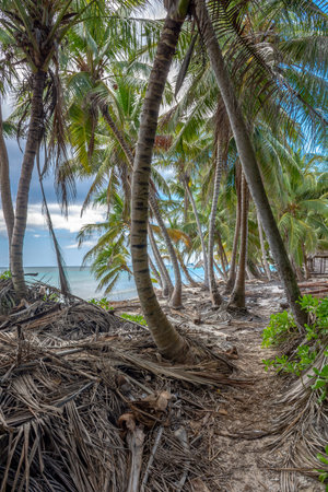 Dominican Republic, beautiful Caribbean coast with turquoise water and palm trees.の写真素材