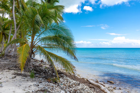Dominican Republic, beautiful Caribbean coast with turquoise water and palm trees.の写真素材