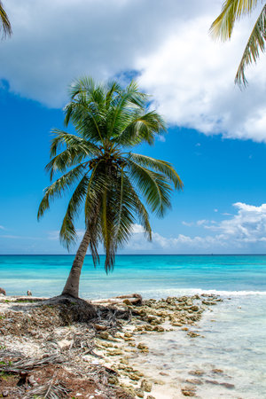 Dominican Republic, beautiful Caribbean coast with turquoise water and palm trees.の写真素材