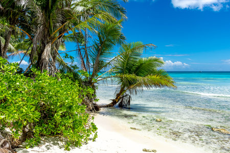 Dominican Republic, beautiful Caribbean coast with turquoise water and palm trees.の写真素材