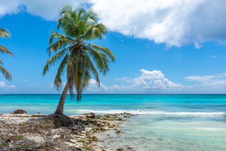 Dominican Republic, beautiful Caribbean coast with turquoise water and palm trees.の写真素材