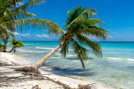 Dominican Republic, beautiful Caribbean coast with turquoise water and palm trees.の写真素材