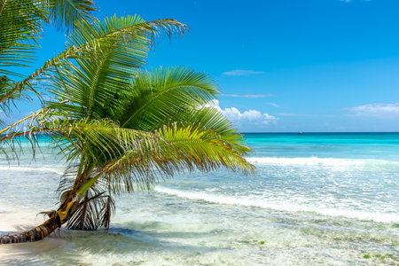 Dominican Republic, beautiful Caribbean coast with turquoise water and palm trees.の写真素材