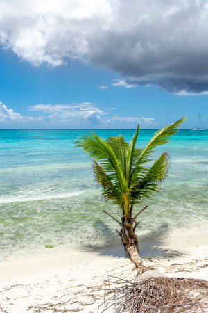 Dominican Republic, beautiful Caribbean coast with turquoise water and palm trees.の写真素材
