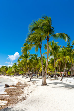 Dominican Republic, beautiful Caribbean coast with turquoise water and palm trees.の写真素材