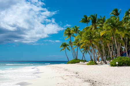 Dominican Republic, beautiful Caribbean coast with turquoise water and palm trees.の写真素材
