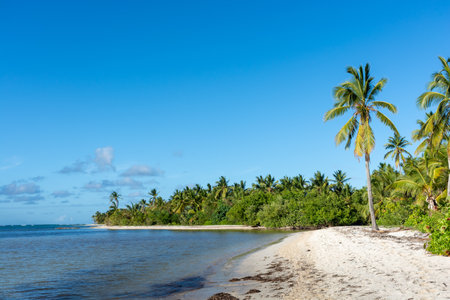Dominican Republic, beautiful Caribbean coast with turquoise water and palm trees.の写真素材