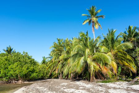Dominican Republic, beautiful Caribbean coast with turquoise water and palm trees.の写真素材