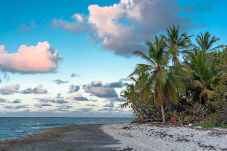 Dominican Republic, beautiful Caribbean coast with turquoise water and palm trees.の写真素材