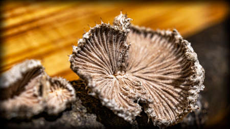 Wild mushroom growing on a wooden stick. Macro photographyの写真素材