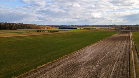 Poland spring, blue sky and lush grassの写真素材