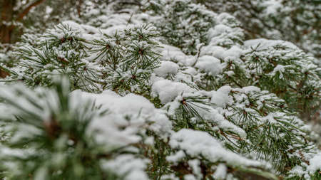 Fluffy snow on the conifer. The lush green of the treeの写真素材