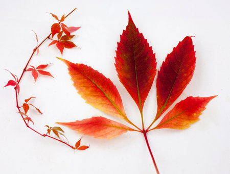 Fall and autumn leaves isolated on a white background collection