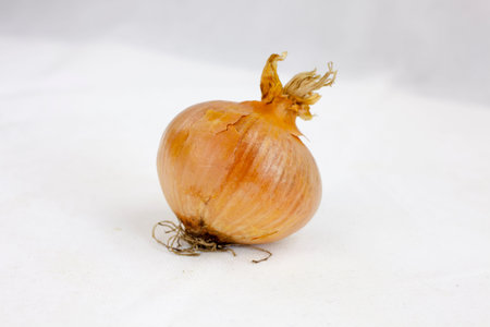 Juicy onion on the white background with leaf and droops with copy spaceの写真素材