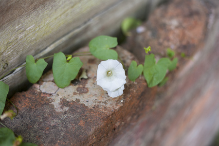 Close-up of white flower on a brick wall backgroundの写真素材