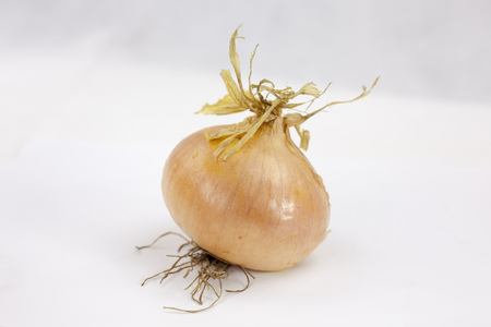 Juicy onion on the white background with leaf and droops with copy spaceの写真素材