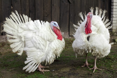 big fat white turkey in the farm yard purebredの写真素材