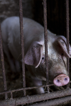 Overview of pig breeding farms. pigsty, farmの写真素材