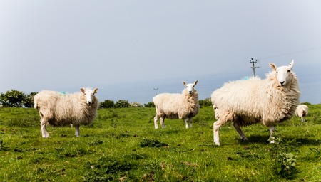 Herd of sheep on green pasture in the countryside. Green fields in the mountains with grazing sheep and blue sky. Farms' animals standing in amongst a flock in a fieldの写真素材
