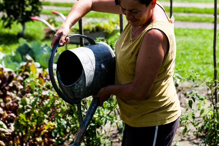 Woman holding a metal container watering the vegetable garden in one sunny day. Green leafy vegetables growing healthy on the soil. Gardening and farming ideasの写真素材