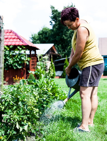 Colored hair dyed woman watering the vegetable plants outside the house in one summer day. The lady holding low the metal bucket aiming the base of the shrub. Gardening and farming ideasの写真素材