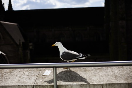 Seagull sitting on the concrete wall on the bright sunny day. Seagull bird standing on the wallの写真素材