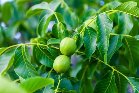 Young green nuts grow on a tree with leaves. Food production concept at homeの写真素材