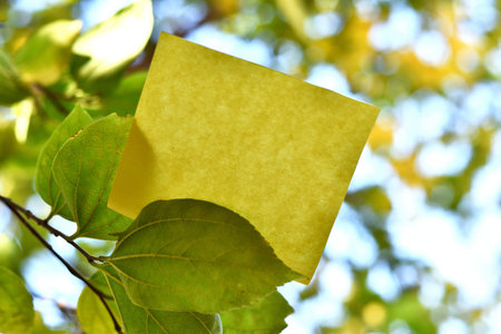 Piece of square paper use to give notation on tree leaf under sunny day