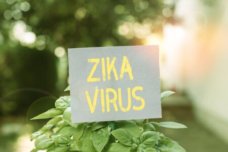 Handwriting text Zika Virus. Conceptual photo caused by a virus transmitted primarily by Aedes mosquitoes Plain empty paper attached to a stick and placed in the green leafy plantsの写真素材