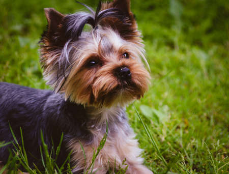 Yorkshire terrierの写真素材