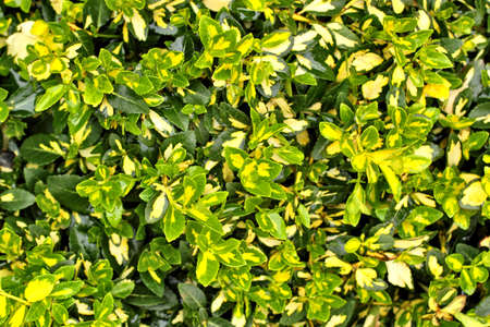 green leaf texture  for background useの写真素材