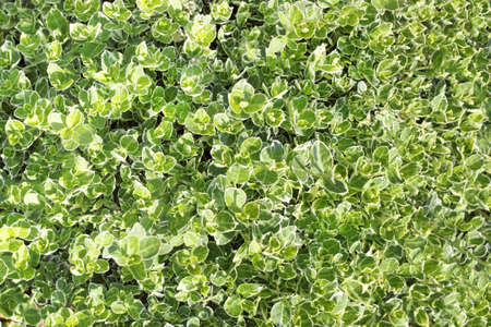 green leaves texture  for background use
