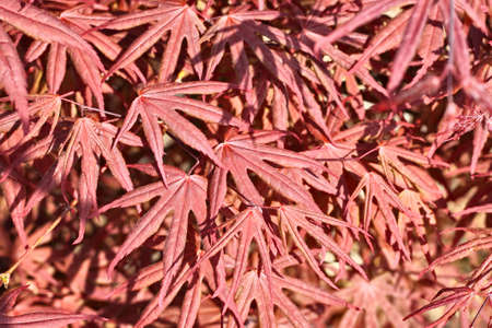 natural maple leaves for background or backdrop use background