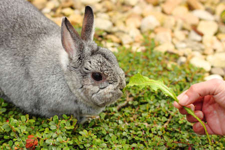 my pet little rabbit fattening hand-to-mouthの写真素材