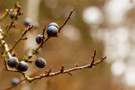 Autumn background with blackthorn with very shallow focus の写真素材