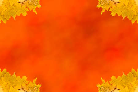 Autumn maple leaves empty frame with space for textの写真素材